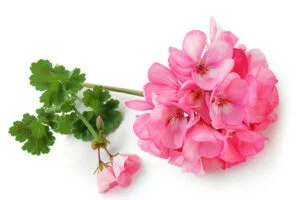 Tienda online de belleza y salud kama ingredients geranium