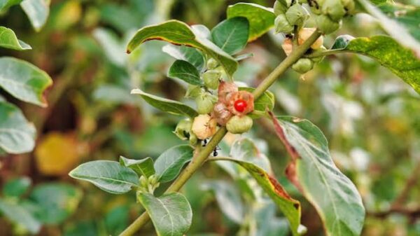 Back to routine less stress and more energy with Ashwagandha