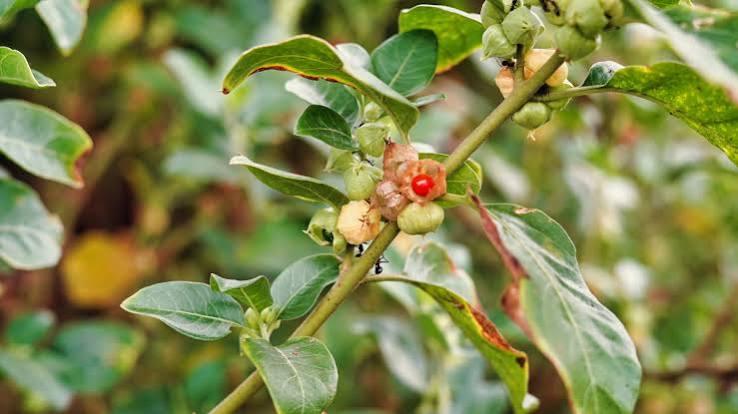 Back to routine less stress and more energy with Ashwagandha